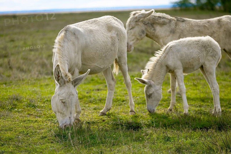 A group of white donkeys, baroque donkeys, grazing quietly together in a meadow, Lake Neusiedl National Park, Burgenland, Austria, Europe