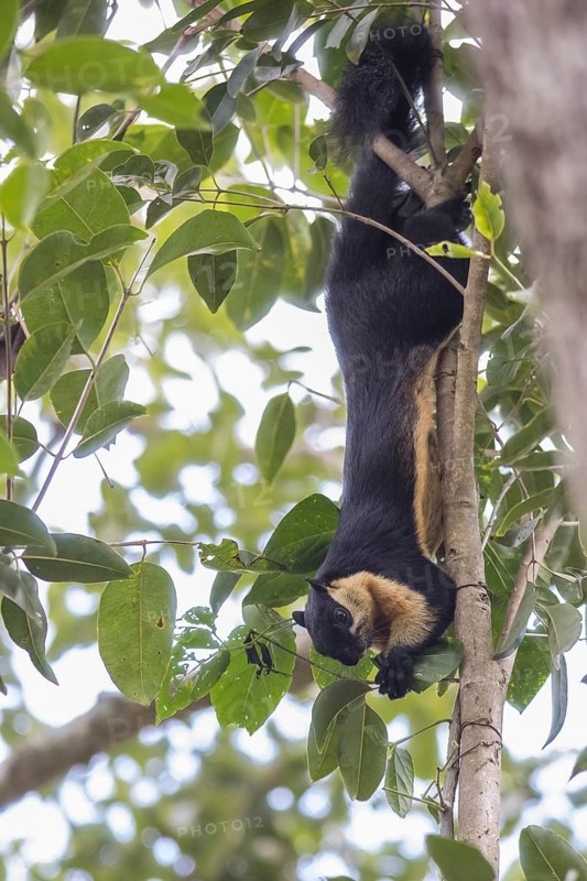 Black giant squirrel (Ratufa bicolor), Kaeng Krachan National Park, Phetchaburi Province, Thailand, Asia