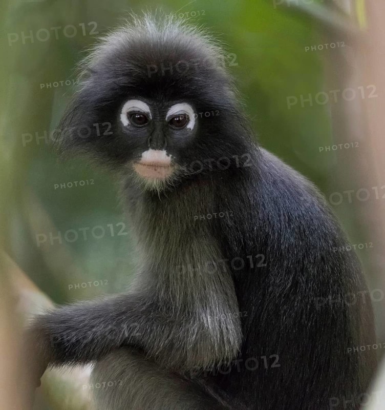 Dusky leaf monkey (Trachypithecus obscurus), Kaeng Krachan National Park, Phetchaburi Province, Thailand, Asia