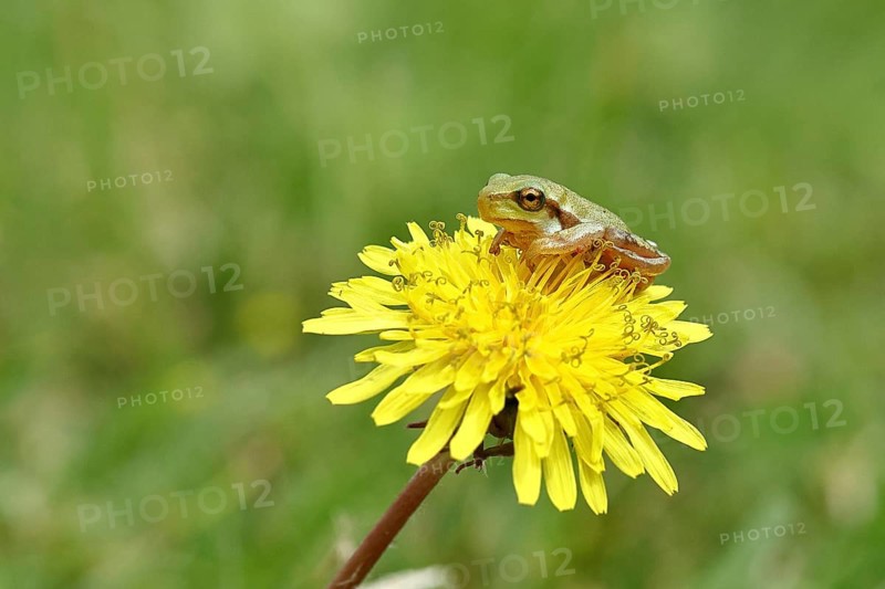 European tree frog (Hyla arborea) sitting on a yellow dandelion flower (Taráxacum), Lake Neusiedl National Park, Burgenland, Austria, Europe