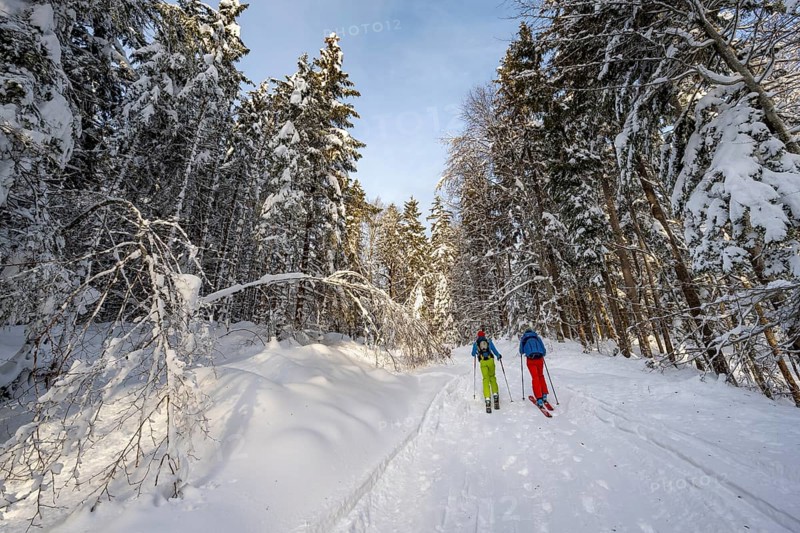 Two ski tourers in a snowy forest, ascent to Simetsberg, Estergebirge, Bavarian Prealps, Bavaria Germany