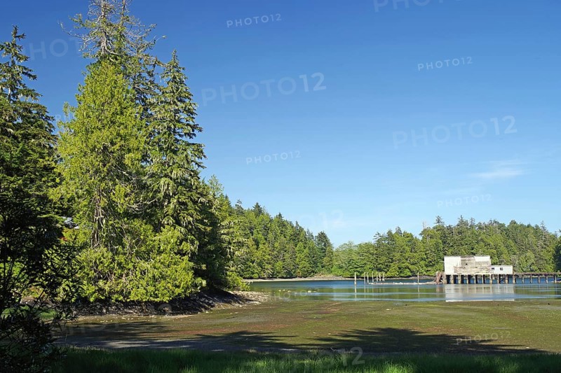 A calm river with trees on the bank and a small building in the background under a clear blue sky, old fish factory, Ucluelet, Vancouver Island, British Columbia, Canada, North America