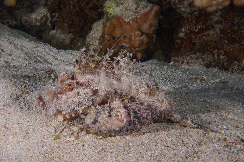 Camouflaged marine animal, Red Sea Walkman Filament Devilfish (Inimicus filamentosus), Devilfish, on the seabed, perfectly adapted to the sandy environment, dive site House Reef, Mangrove Bay, El Quesir, Red Sea, Egypt, Africa