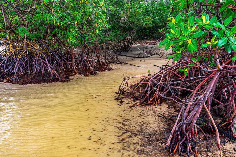 Mangrove trees and roots on the beach sands on the southern coast of Bahia, Sargi beach, Serra Grande, Bahia, Brazil, South America