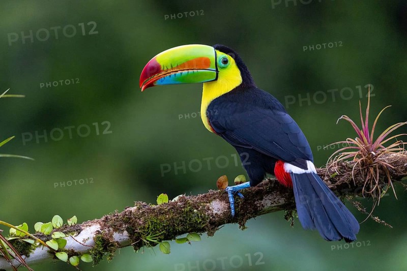 Fishing Toucan (Ramphastos sulfurantus), Toucans (Ramphastidae), Laguna del Lagarto Lodge, Alajuela, Costa Rica, Central America