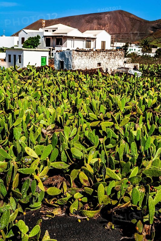 2016, Guatiza, Lanzarote, Jardin de Cactus by Cesar Manrique, ESP, Spain, Canary Islands, Canary Islands, Atlantic Ocean, Lanzarote, biosphere reserve, volcano, volcanism, volcanic island, island, recording date, Europe