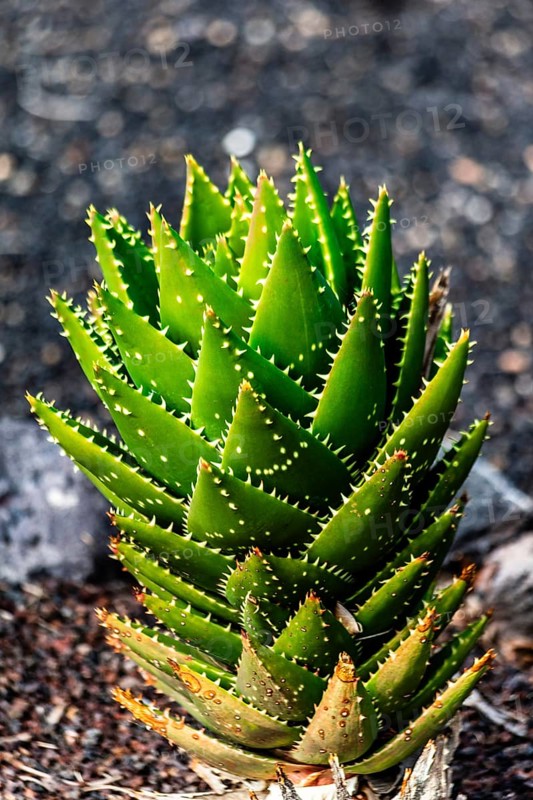 2016, Guatiza, Lanzarote, Jardin de Cactus by Cesar Manrique, ESP, Spain, Canary Islands, Canary Islands, Atlantic Ocean, Lanzarote, biosphere reserve, volcano, volcanism, volcanic island, island, recording date, Europe