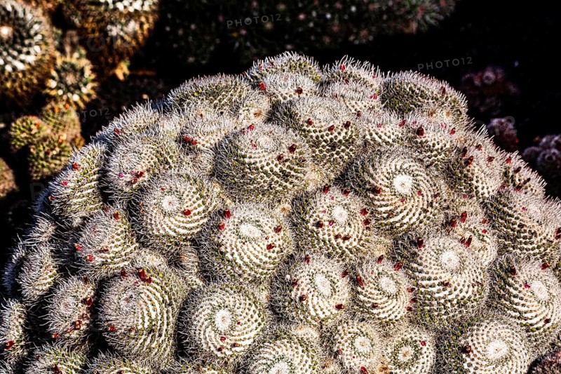 2016, Guatiza, Lanzarote, Jardin de Cactus by Cesar Manrique, ESP, Spain, Canary Islands, Canary Islands, Atlantic Ocean, Lanzarote, biosphere reserve, volcano, volcanism, volcanic island, island, recording date, Europe