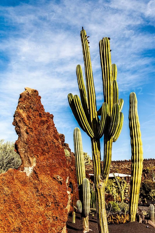 2016, Guatiza, Lanzarote, Jardin de Cactus by Cesar Manrique, ESP, Spain, Canary Islands, Canary Islands, Atlantic Ocean, Lanzarote, biosphere reserve, volcano, volcanism, volcanic island, island, recording date, Europe