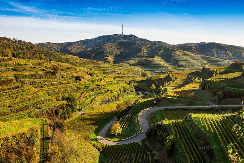 Hilly landscape and vineyards in autumn, near Oberbergen, Kaiserstuhl, Baden-Württemberg, Germany, Europe
