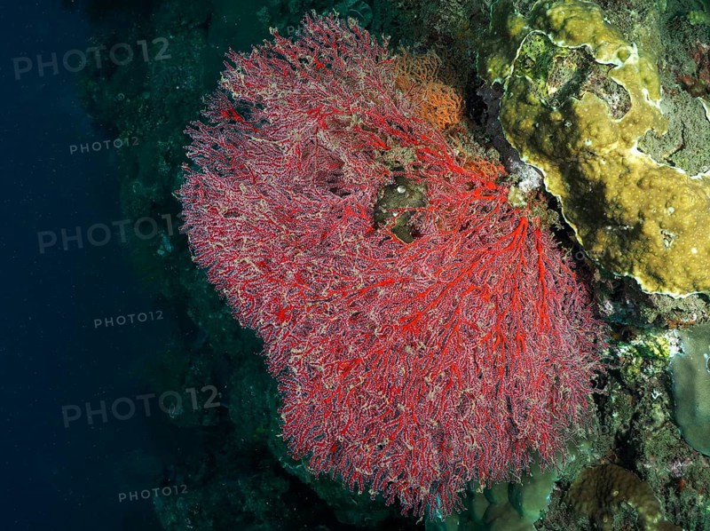 A red knotted fan (Melithaea ochracea) spreads out on a coral reef in the deep ocean, dive site Spice Reef, Penyapangan, Bali, Indonesia, Asia
