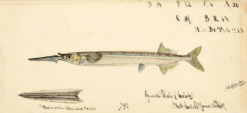 Southern garfish, Hyporhamphus melanochir, Southern garfish, fish, reproduction of an original, by Frank Edward Clarke (b. 1849, d. 1899), ichthyologist and scientific draughtsman