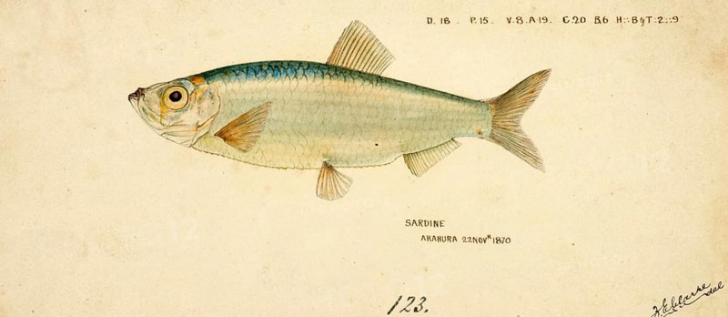 Sardine, Sardina pilchardus, European pilchard, Sardina, Fish, Reproduction of an original, by Frank Edward Clarke (b. 1849, d. 1899), ichthyologist and scientific draughtsman