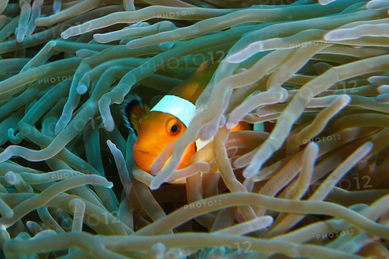 An Ocellaris Clownfish (Amphiprion ocellaris), Nemo, hiding between the tentacles of a sea anemone, lively and colourful, dive site SD, Nusa Ceningan, Nusa Penida, Bali, Indonesia, Asia