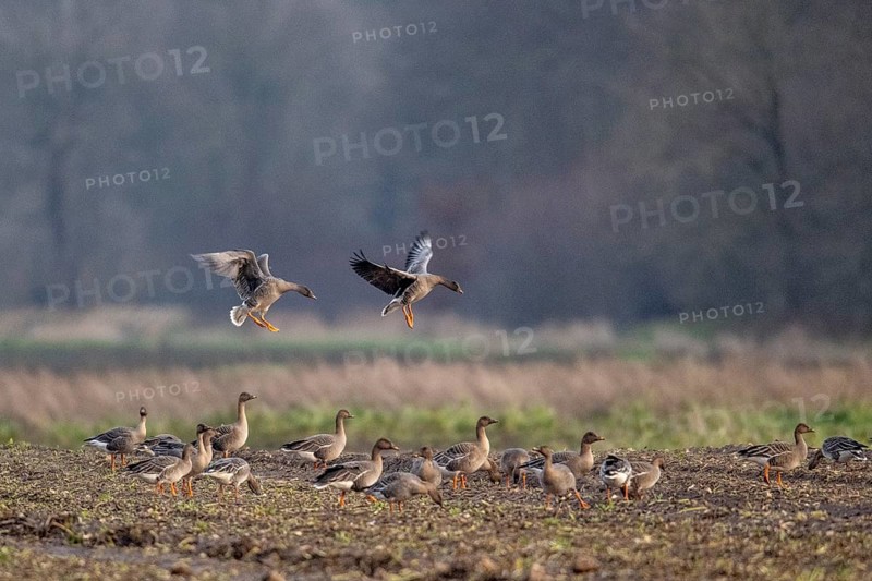 Bean geese (Anser fabalis), flying, Emsland, Lower Saxony, Germany, Europe