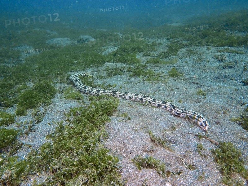 A long Feather mouth sea cucumber (Synapta maculata) stretches across the sandy seabed, dive site Secret Bay, Gilimanuk, Bali, Indonesia, Asia