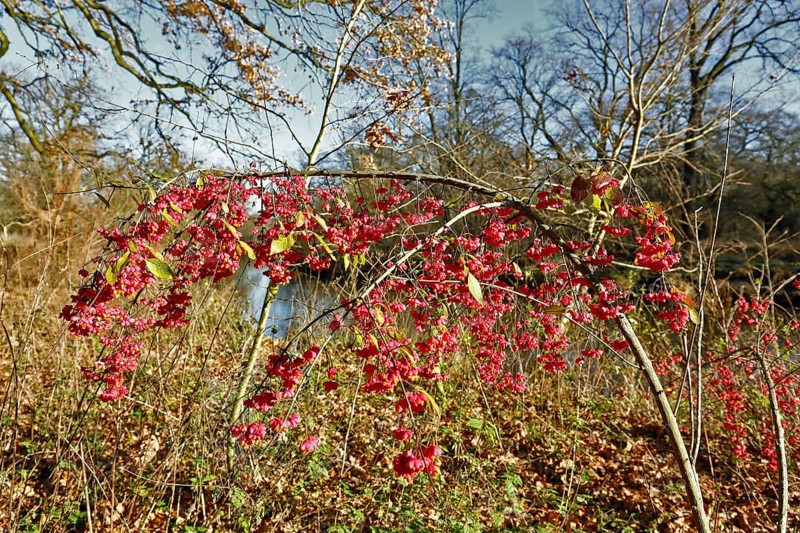 Common spindle bush (Euonymus europaeus), European or common peacock, peacock cap, peacock cap with seed capsules, autumn atmosphere in the biosphere reserve, Middle Elbe Biosphere Reserve, Dessau-Roßlau, Saxony-Anhalt, Germany, Europe