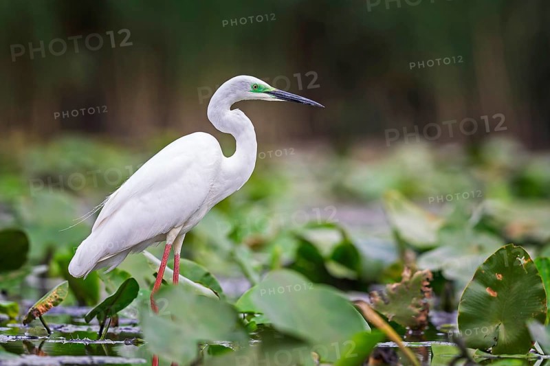 Great White Egret (Ardea alba modesta) type Modesta, winter visitor, migratory bird, resting bird, foraging, sunrise, golden autumn, lake landscape, Middle Elbe Biosphere Reserve, Saxony-Anhalt, Germany, Europe