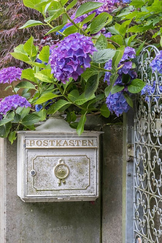 Old post box surrounded by blooming purple hydrangeas in front of a stone wall and an iron fence, North Rhine-Westphalia, Germany, Europe