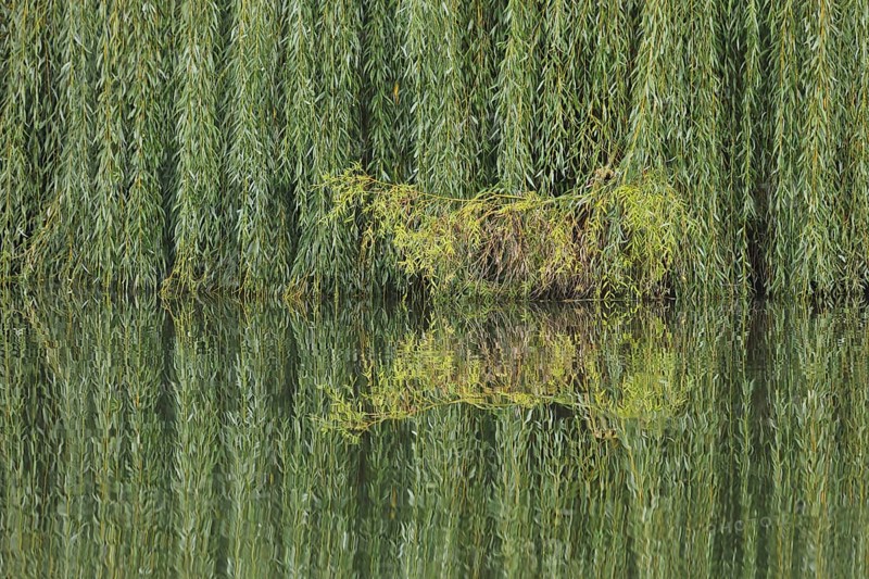 Green Babylon willow (Salix babylonica) with branches and twigs on the banks of the Lahn and reflection, hanging down, nature, structure, green, water, old town, Limburg, Hesse, Germany, Europe