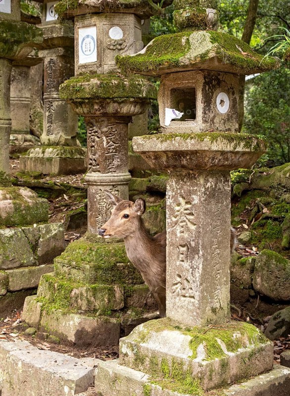 Kasuga-taisha shrine, Nara, Japan, Asia