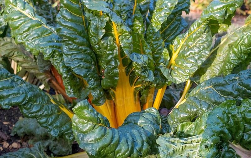 Chard, yellow-stemmed, vegetable patch, North Rhine-Westphalia, Germany, Europe