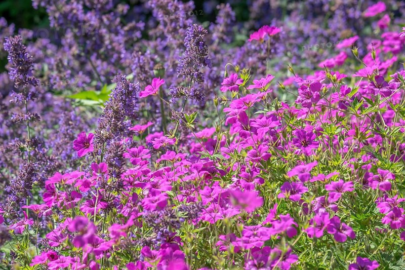 Purple catmint and pink cranesbill bloom side by side in a lively garden, Germany, Europe