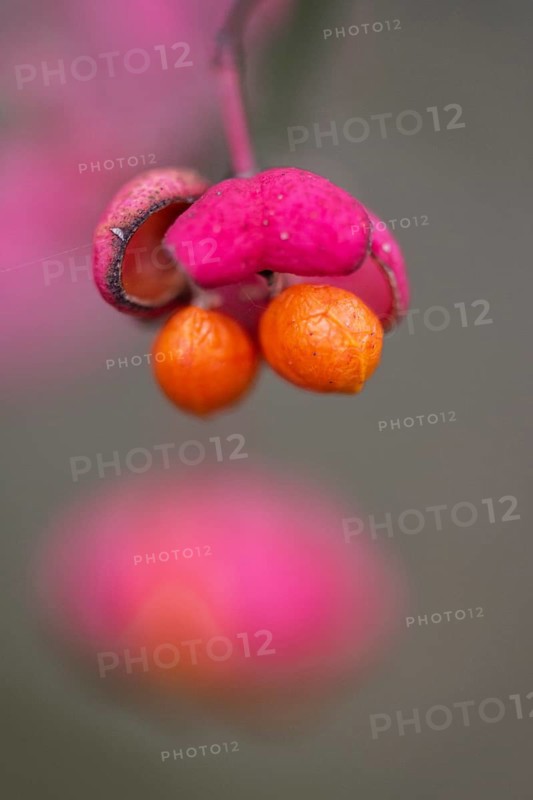 Peacock, spindle bush (Euonymus europaeus), fruit stand, Emsland, Lower Saxony, Germany, Europe