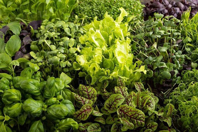 Set of boxes with microgreen sprouts of purple and green basil, sunflower, radish, sorrel, pea, lettuce. Side view, close up