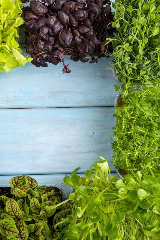Set of boxes with microgreen sprouts of purple and green basil, sunflower, radish, sorrel, pea, lettuce on blue wooden background. Top view, flat lay, frame, copy space