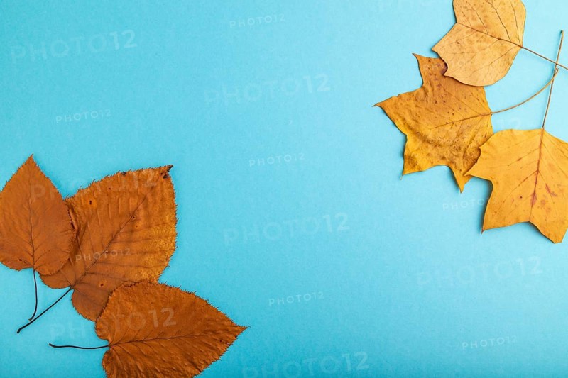 Composition with yellow and brown autumn leaves on blue pastel background. flat lay, top view, still life, copy space