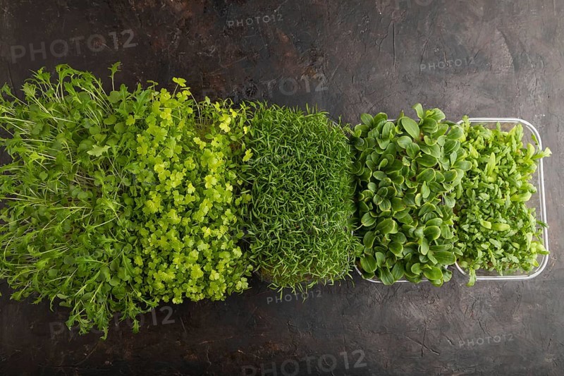 Set of boxes with microgreen sprouts of spinach, carrot, chrysanthemum, borage, mizuna cabbage on black concrete background. Top view, flat lay, copy space