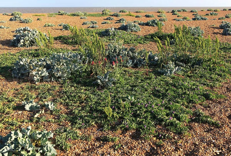 Sea Pea plant, Lathyrus japonicus, valerian, and sea kale plants, Shingle Street, Suffolk, England, UK