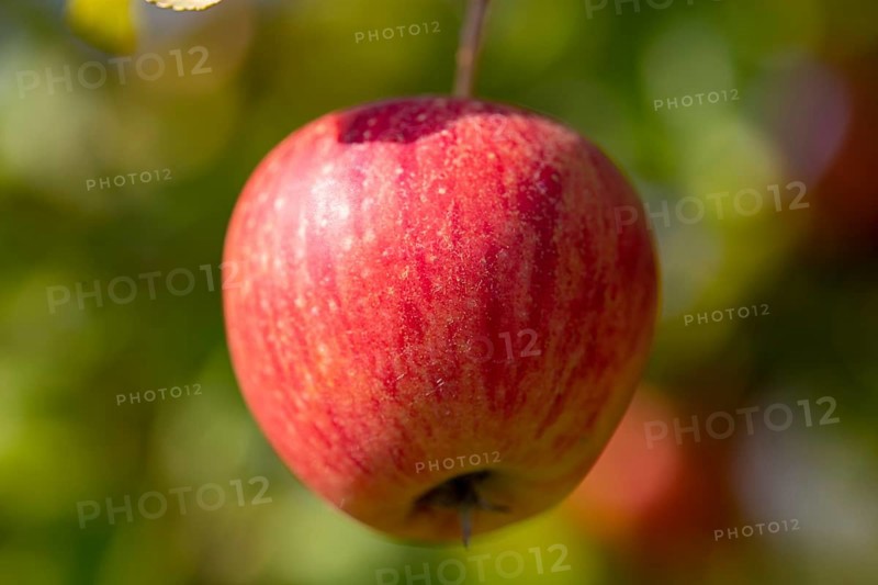 Ripe apple on the tree