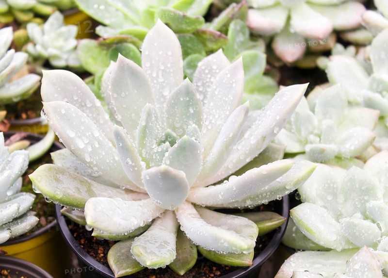 Various types of succulent in flower pots in the greenhouse. Closeup, selective focus