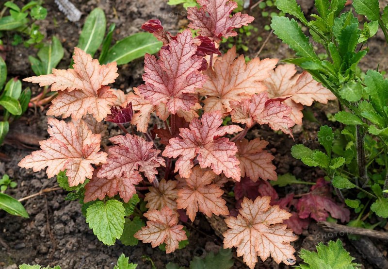 Heuchera or coral bells, plant with beautiful colored leaves