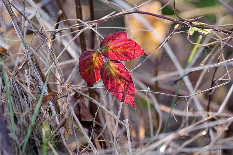 Dewberry (Rubus caesius), leaf, close-up view, autumn, discoloured, red, Germany, The colourful leaf of the scratchberry is illuminated by sunlight, Europe