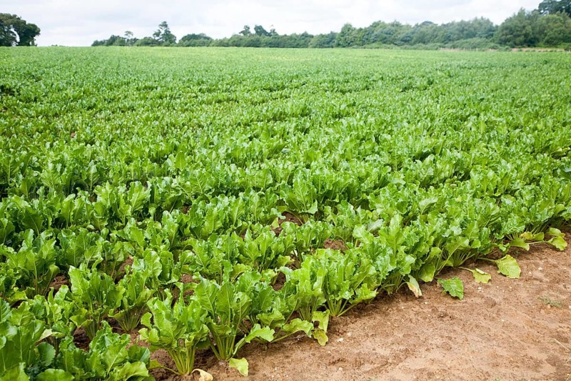 Green leaves of sugar beet plants, Beta vulgaris, crop growing in a field near Shottisham, Suffolk, England, UK