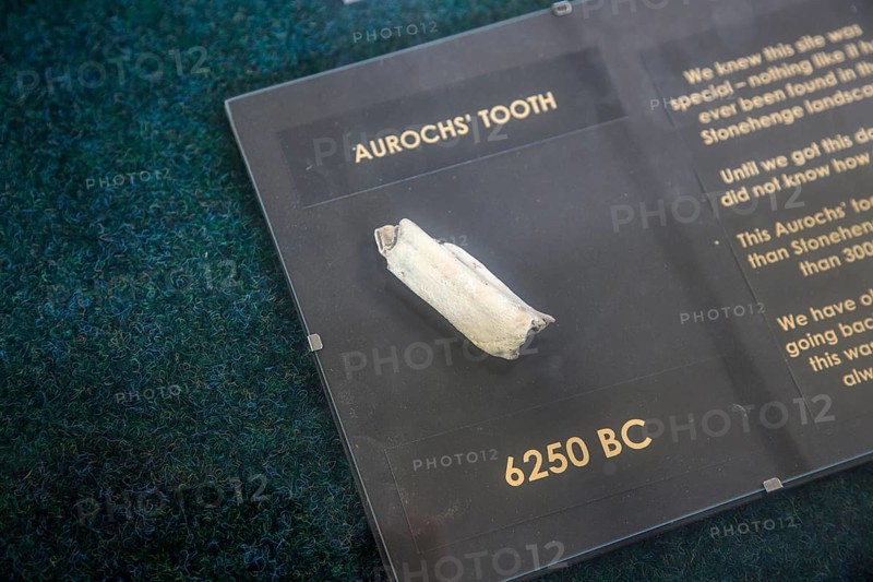 Tooth of auroch aged 6250 BC, Amesbury History Centre, Wiltshire, England, UK