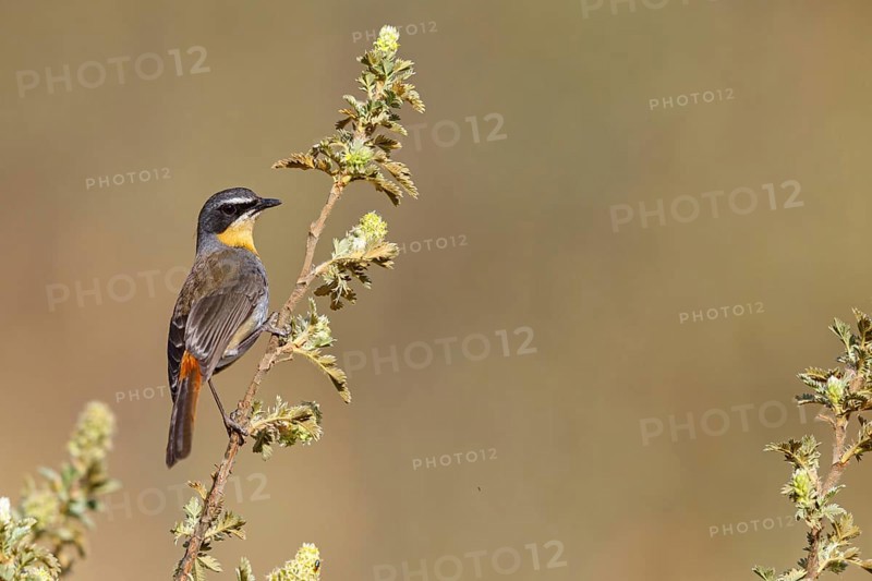 Cossypha caffra, family of flycatchers, Underberg surroundings, Underberg, KwaZulu-Natal, South Africa, Africa