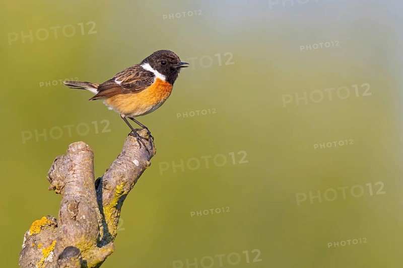 Stonechat, (Saxicola torquata), foraging, female, Bad D¸rkheim district, Eich, Rhineland-Palatinate, Germany, Europe