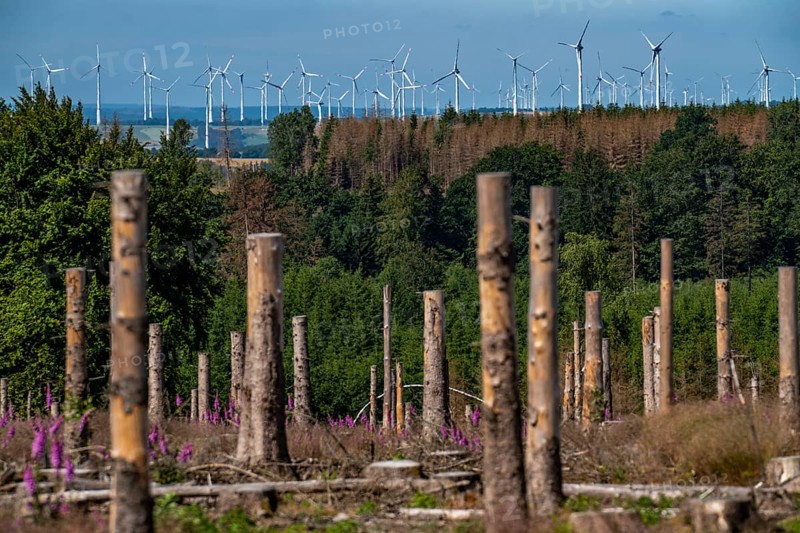 Cleared forest in the Eggegebirge, near Lichtenau, Paderborn district, site of a spruce forest that had died due to heavy bark beetle infestation and was felled, wind farm near Lichtenau on the horizon, the tree stumps are intended to provide protection and nutrients for new, planted trees, North Rhine-Westphalia, Germany, Europe