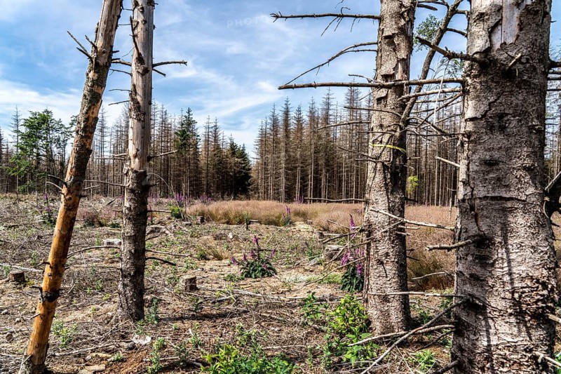 Cleared forest in the Eggegebirge, near Lichtenau, Paderborn district, site of a spruce forest that had died due to heavy bark beetle infestation and was felled, in the background there are still dead spruce trees, Common foxglove growing, North Rhine-Westphalia, Germany, Europe