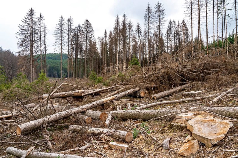 Forest dieback in the Arnsberg Forest nature park Park, over 70 per cent of the spruce trees are diseased, damaged, mostly by the bark beetle, which was able to spread due to drought and heat, climate change, attempts are being made to adapt the forest to climate change by replanting other tree species, near Hirschberg, North Rhine-Westphalia, Germany, Europe
