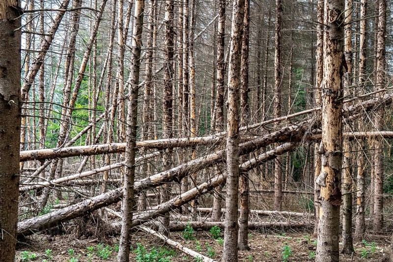 Forest dieback in the Arnsberg Forest nature park Park, over 70 per cent of the spruce trees are diseased, damaged, mostly by the bark beetle, which was able to spread due to drought and heat, climate change, attempts are being made to adapt the forest to climate change by replanting other tree species, near Hirschberg, North Rhine-Westphalia, Germany, Europe
