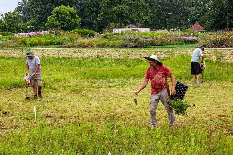Detroit, Michigan, Volunteers planting in the wetlands at the public garden designed by prominent Dutch garden designer, Piet Oudolf. The garden is on Belle Isle, an island state park in the Detroit River