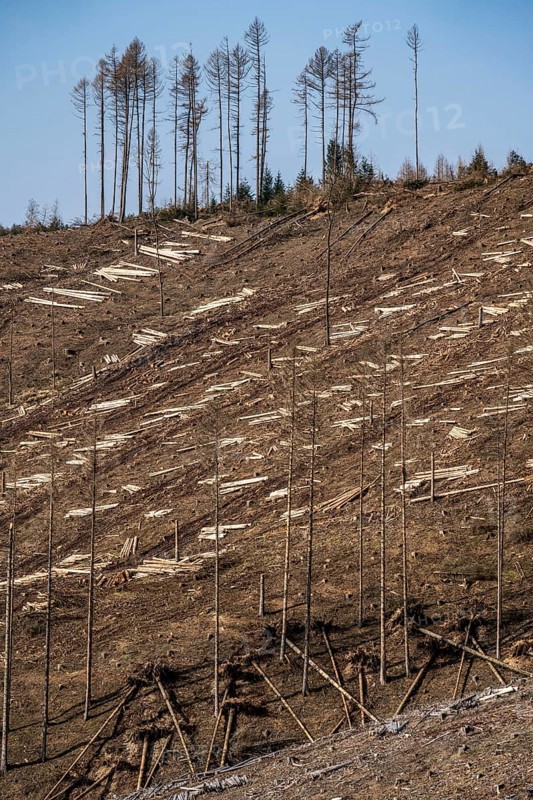 Cleared forest area north of the village of Öventrop, district of Arnsberg, dead spruce stands were felled, dead trees due to bark beetle infestation, Arnsberg Forest, North Rhine-Westphalia, Germany, Europe