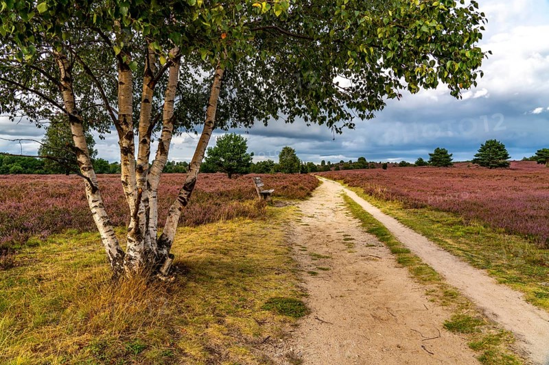 Flowering heath, heather and juniper bushes, near Wilseder Berg, in the Lüneburg Heath nature reserve, Lower Saxony, Germany, Europe
