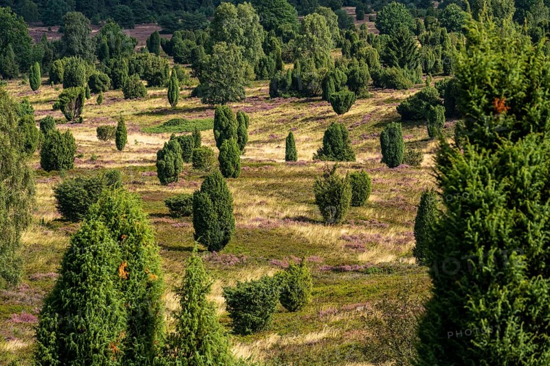 Flowering heath, heather and juniper bushes, near Wilseder Berg, in the Lüneburg Heath nature reserve, Lower Saxony, Germany, Europe