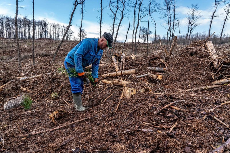 Reforestation in the Arnsberg Forest near Warstein-Sichtigvor, Soest district, forestry workers planting young trees, mixed forest, young plants of the giant arborvitae, Thuja plicata, on the site of a spruce forest that had died and been felled due to heavy bark beetle infestation, North Rhine-Westphalia, Germany, Europe